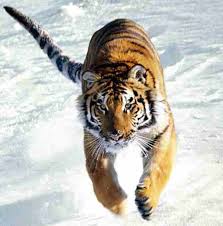 animal tigers