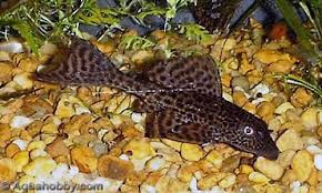 plecostomus types