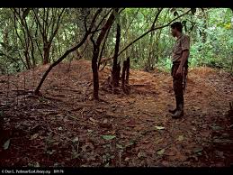 leaf cutter ant colony
