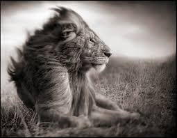 east african animals