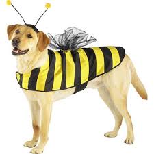 animals in halloween costumes