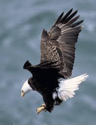 bald eagle images