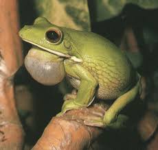 frog croaking