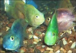 jelly bean cichlid