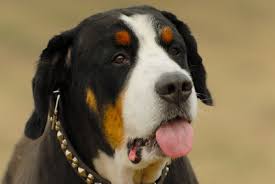canine euthanasia