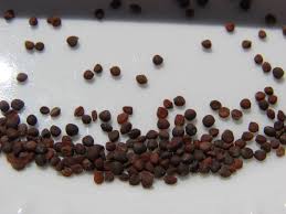 cauliflower seeds