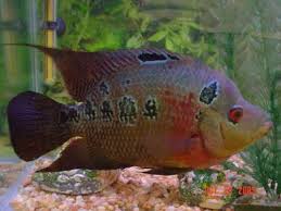 flowerhorn fish