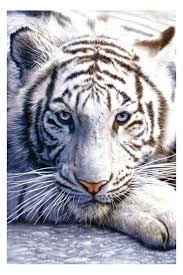 macan putih