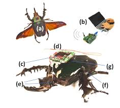 bug robots