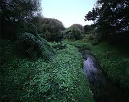 picturing eden
