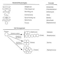 classification of bacteria