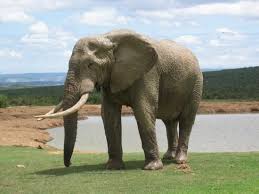 picture of elephant