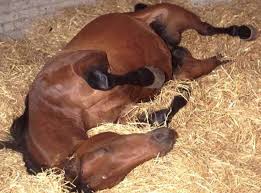 equine colic