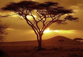 pictures acacia tree