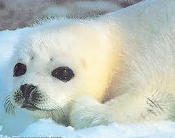 snow seals