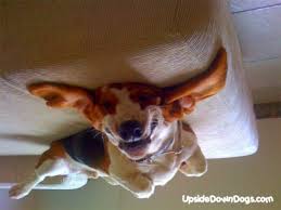 basset hound dog