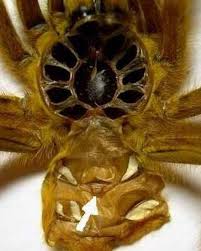 pterinochilus murinus