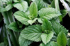 dried mint leaves