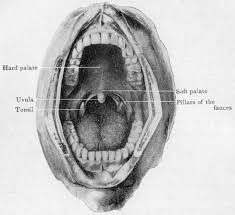 soft palate