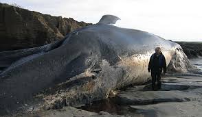 the big blue whale