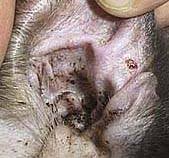 dog ear mites
