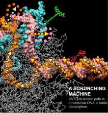dna strands