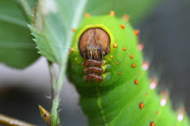 luna moth caterpillar picture