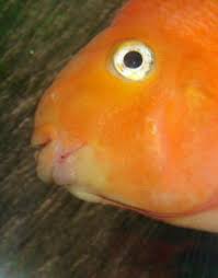 jelly bean cichlid