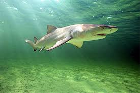 lemon shark