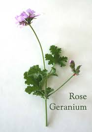 rose geranium plant