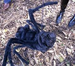 spider dog