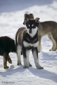 husky puppy