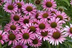 coneflower plants
