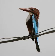 kingfisher