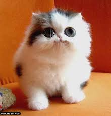 catcat
