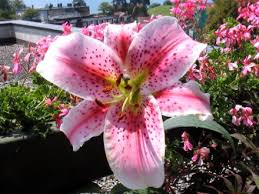plantes a bulbes