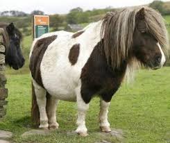 cute horses
