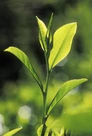 green tea leaves