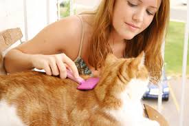 cat grooming brushes