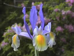 japanese iris pictures