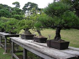 bonsai plants