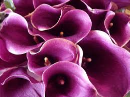 plum purple