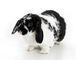 rabbits pets