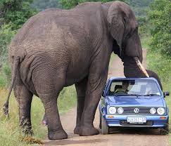 picture of elephant