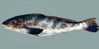 northern kingfish