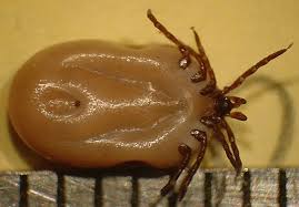 deer tick photo