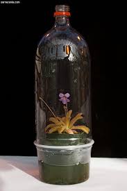 soda bottle terrariums