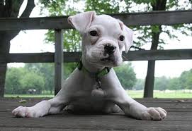 white boxer images