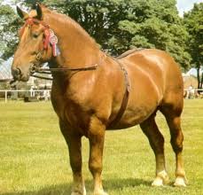 suffolk horse