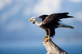bald eagle images